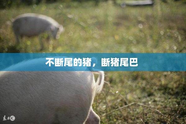 selineiren 第8页