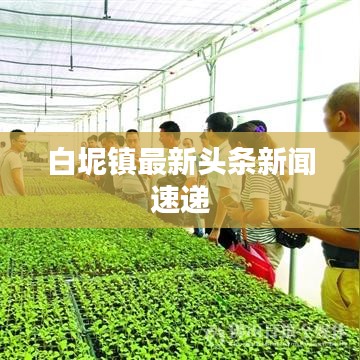 danpiaolouxiang 第3页